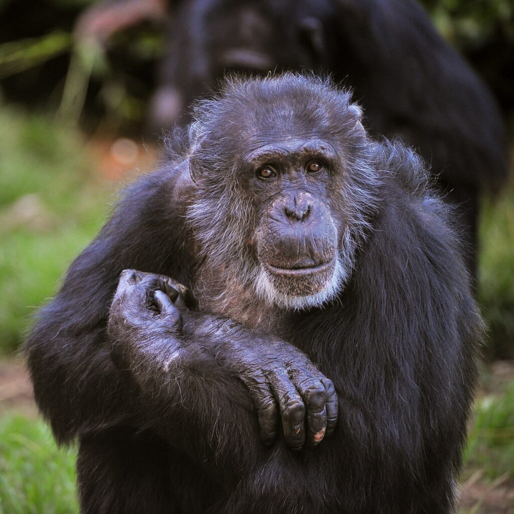 News for Peterborough and Cambridgeshire -  Boris a 58-year-old chimpanzee who died last year. PHOTO:  Chester Zoo 