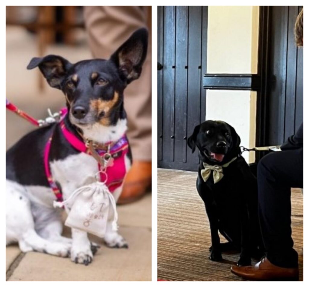 Maya with a bag around her neck containing the rings (left) and Bella waiting to walk down the aisle. Photos courtesy of Cambridgeshire County Council 