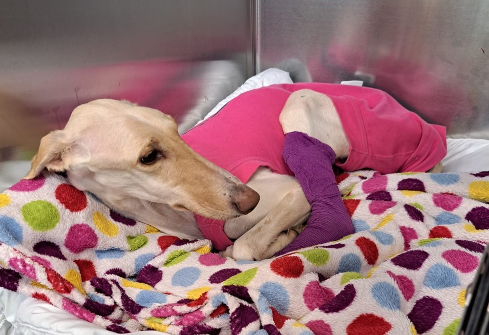 Emaciated lurcher recovers in Cambridgeshire from horrific neglect