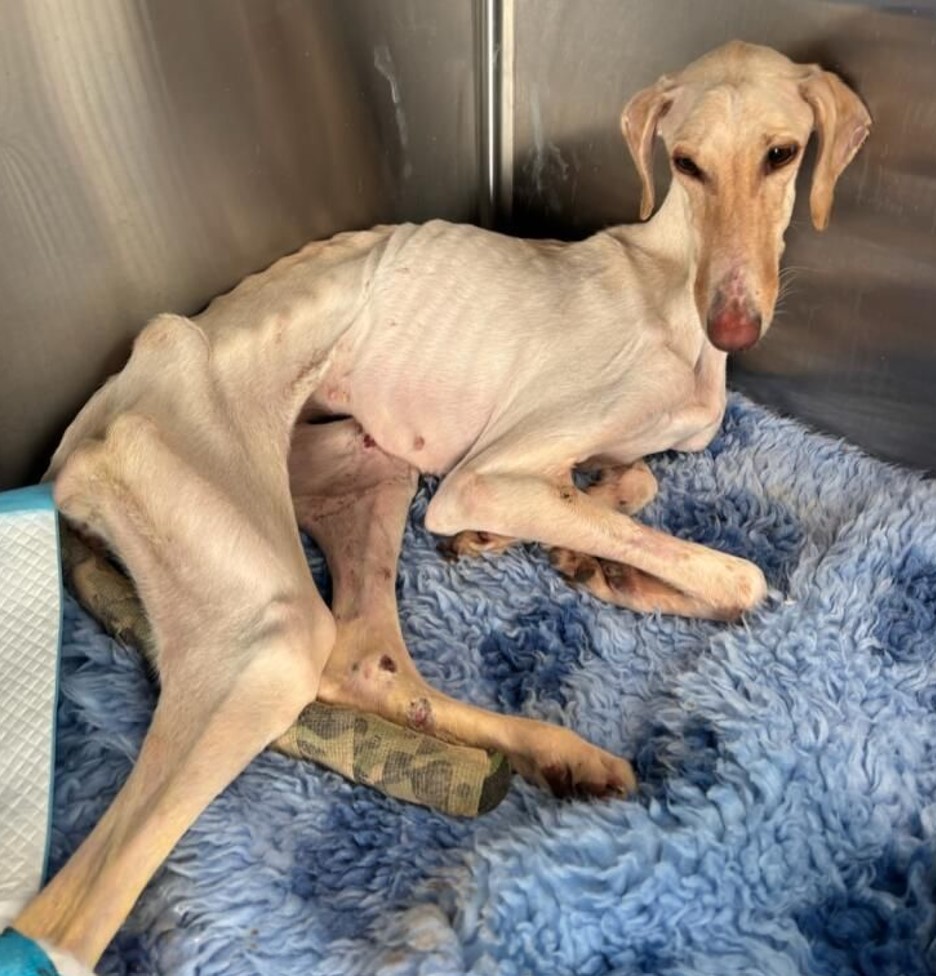 Emaciated lurcher was lifeless when she was taken into the care of the RSPCA Block Fen Centre in Cambridgeshire, but every day is making small steps on her road to recovery IMAGES: RSPCA 