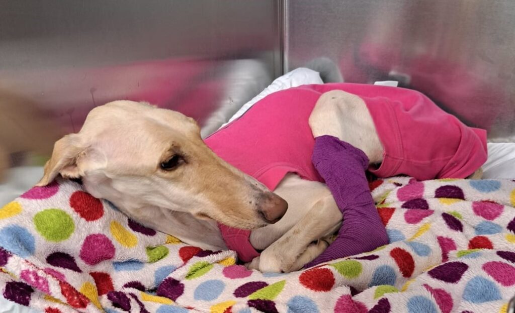 Emaciated lurcher was lifeless when she was taken into the care of the RSPCA Block Fen Centre in Cambridgeshire, but every day is making small steps on her road to recovery IMAGES: RSPCA 