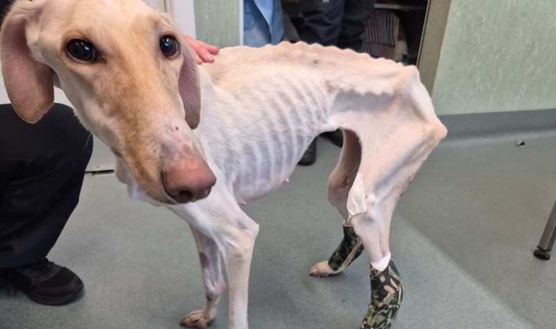 Emaciated lurcher was lifeless when she was taken into the care of the RSPCA Block Fen Centre in Cambridgeshire, but every day is making small steps on her road to recovery IMAGES: RSPCA 