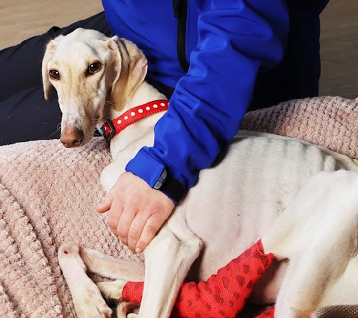 Emaciated lurcher was lifeless when she was taken into the care of the RSPCA Block Fen Centre in Cambridgeshire, but every day is making small steps on her road to recovery IMAGES: RSPCA 